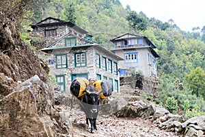 Yak carrying supplies up everest basecamp trail