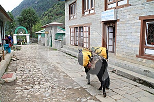 Yak carrying supplies up everest basecamp trail