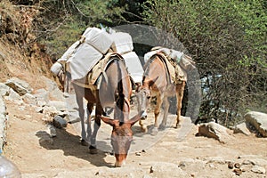 Yak carrying supplies up everest basecamp trail