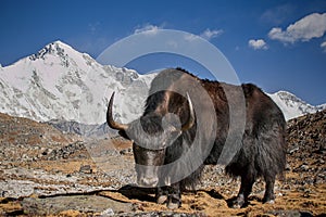 Yak and Cho-Oyu