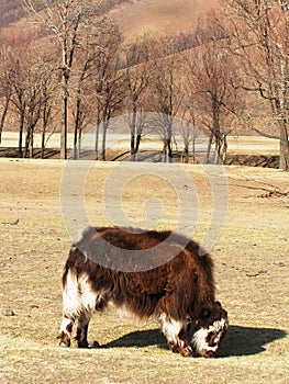 Yak in the countryside