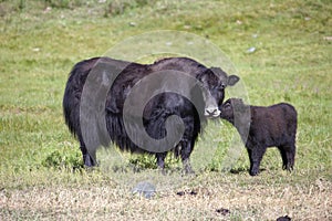 Yak cow and a calf communicate in a green meadow