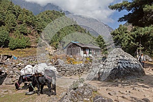 Yak Cow cross carrying packs