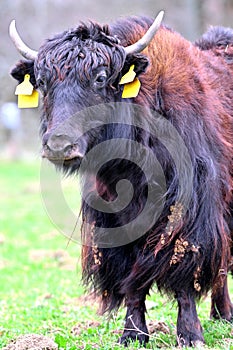 Yak domestic animals