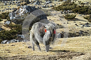 Yak domestic animals in Himalayas mountains