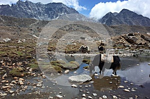 Yak drinking water, Himalayas mountains, Nepal