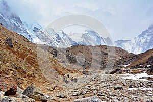 Yak drover with caravan of yaks on the way from Lobuche to Gorak Shep. Trek to Everest base camp, Nepal