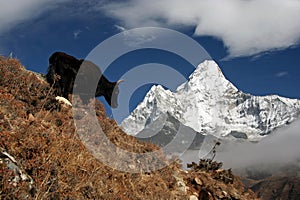 Yak facing Ama Dablam