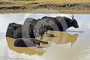 Yak family is chilling in a pond on a hot summer day