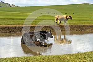 Yak family is chilling in a pond on a hot summer day