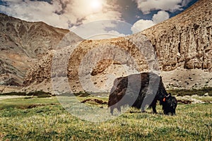 Yak feeds on mountain valley in Ladakh