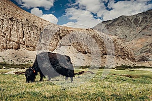 Yak feeds on mountain valley in Ladakh