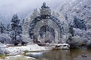 The yak in forest with snow