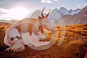 A Yak in front of snow mountain