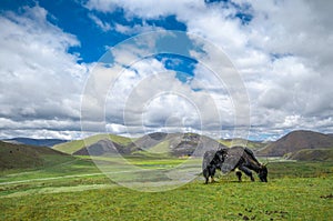 Yak in front of Tagong grassland in Sichuan - China