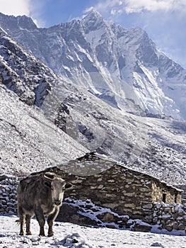 Yak in Front of Village House, Everest Region, Nepal