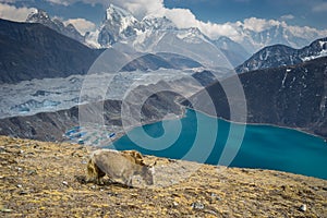 Yak on Gokyo Ri, Everest region, Nepal photo