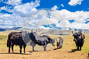 Yak goup before Mount Yala in the tibetan highlands