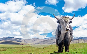 Yak in the grassland of China