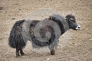 A  yak graze in Upper Shimshal rivers at 4800m altitude mountain