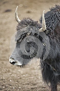 A  yak graze in Upper Shimshal rivers at 4800m altitude mountain