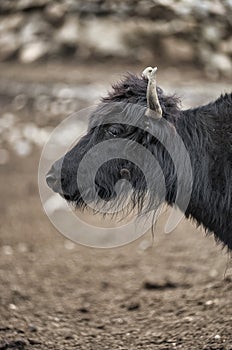 A  yak graze in Upper Shimshal rivers at 4800m altitude mountain