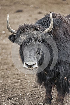 A  yak graze in Upper Shimshal rivers at 4800m altitude mountain