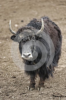 A  yak graze in Upper Shimshal rivers at 4800m altitude mountain