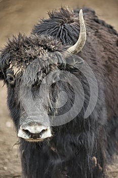 A  yak graze in Upper Shimshal rivers at 4800m altitude mountain