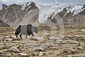 A  yak graze in Upper Shimshal rivers at 4800m altitude mountain