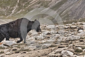 A  yak graze in Upper Shimshal rivers at 4800m altitude mountain