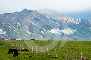 Yak grazes on the green pasture at the foot of mountains photo