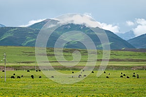 Yak grazes on the green pasture at the foot of mountains photo