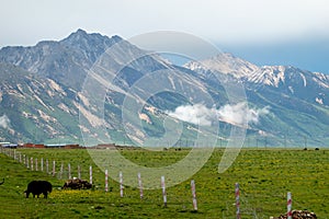 Yak grazes on the green pasture at the foot of mountains photo