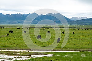 Yak grazes on the green pasture photo