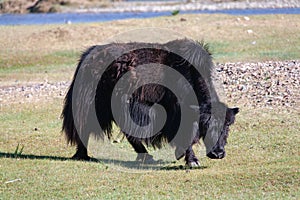 Yak grazing in Central Mongolia
