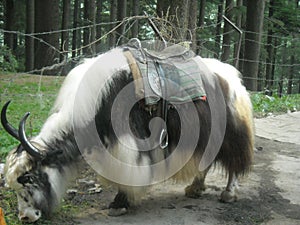 A yak grazing merrily in Himachal Pradesh, India