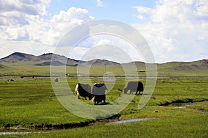 Yak grazing in the Mongolian steppe