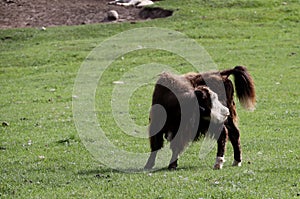 Yak grazing in the Mongolian steppe