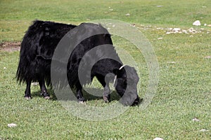 Yak grazing in the Mongolian steppe