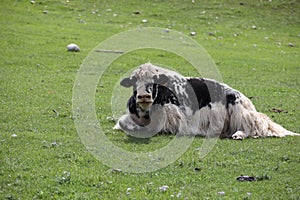 Yak grazing in the Mongolian steppe