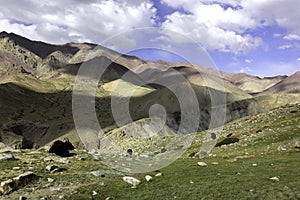 Yak Grazing in Nimaling's Plateau