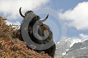 Yak grazing on a slope