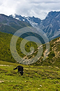 Yak grazing in tibetan highlands (1)