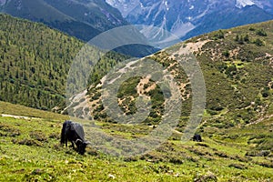 Yak grazing in tibetan highlands (2)