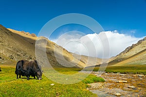 Yak grazing on vibrant grass, beside a mountain stream, under bright skies, with barren hills in background.