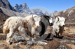 Yak, group of thee yaks, Himalayas mountains