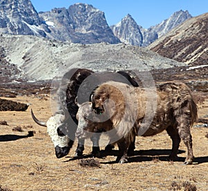 Yak, group of two yaks, Himalayas mountains