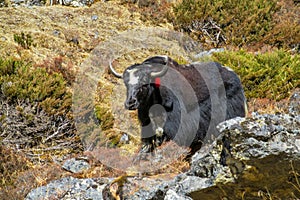 Yak, grunting ox in Himalaya mountains photo