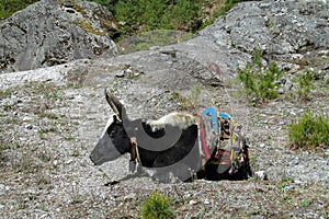 Yak, grunting ox in Himalaya mountains